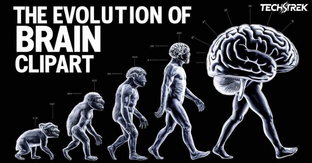 The Evolution of Brain Clipart